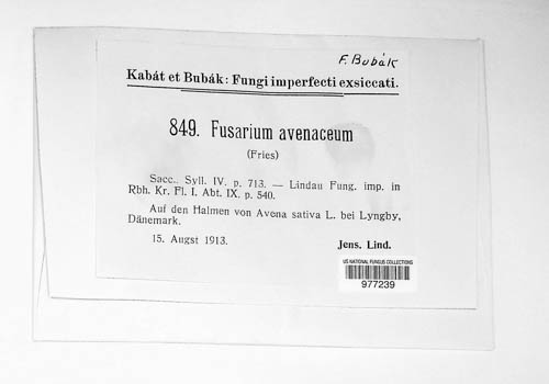 Fusarium avenaceum image